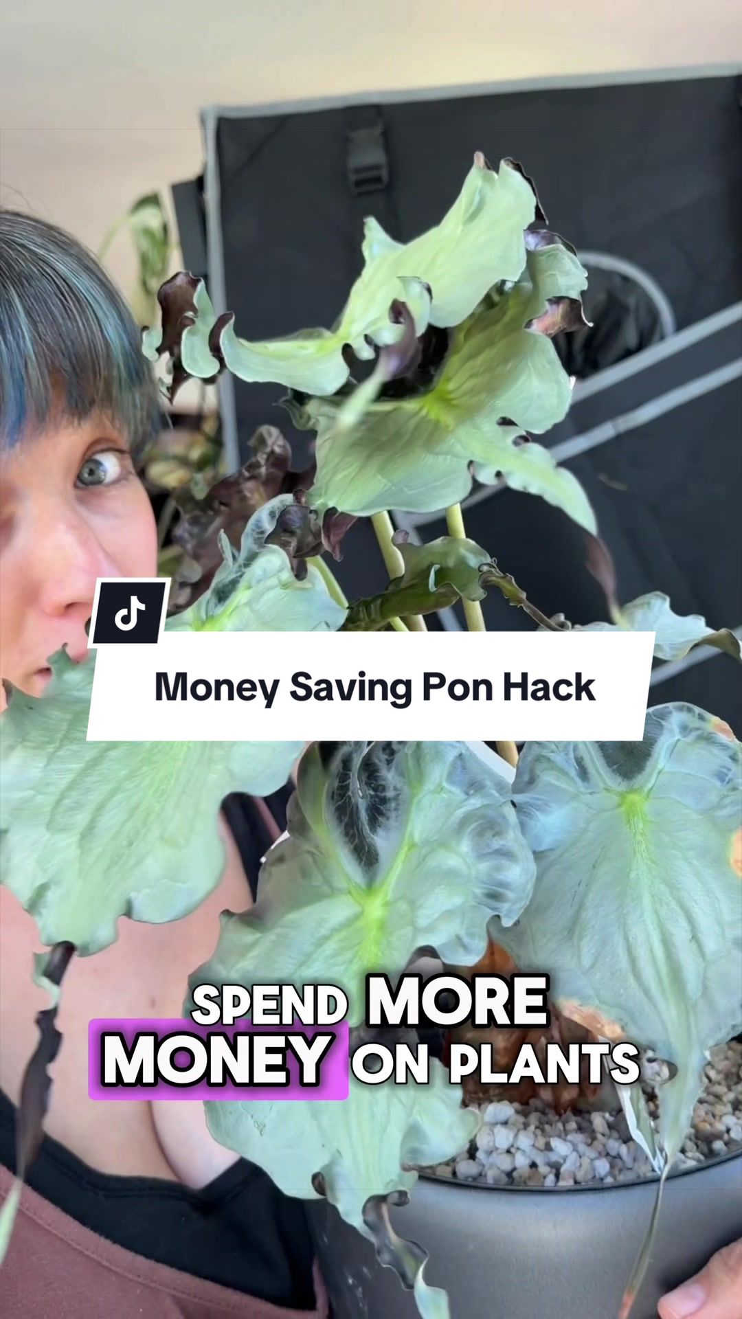 @alltheplantbabies