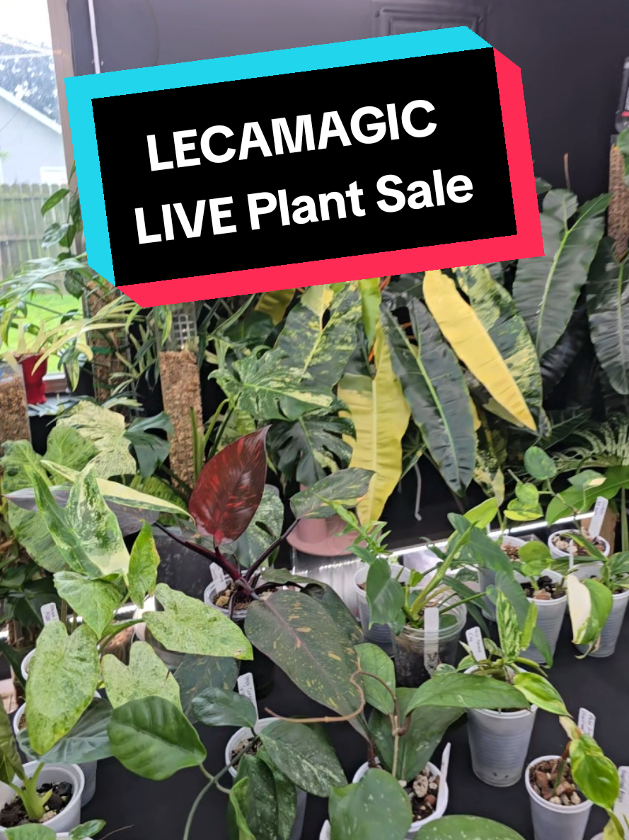 @LecaMagic