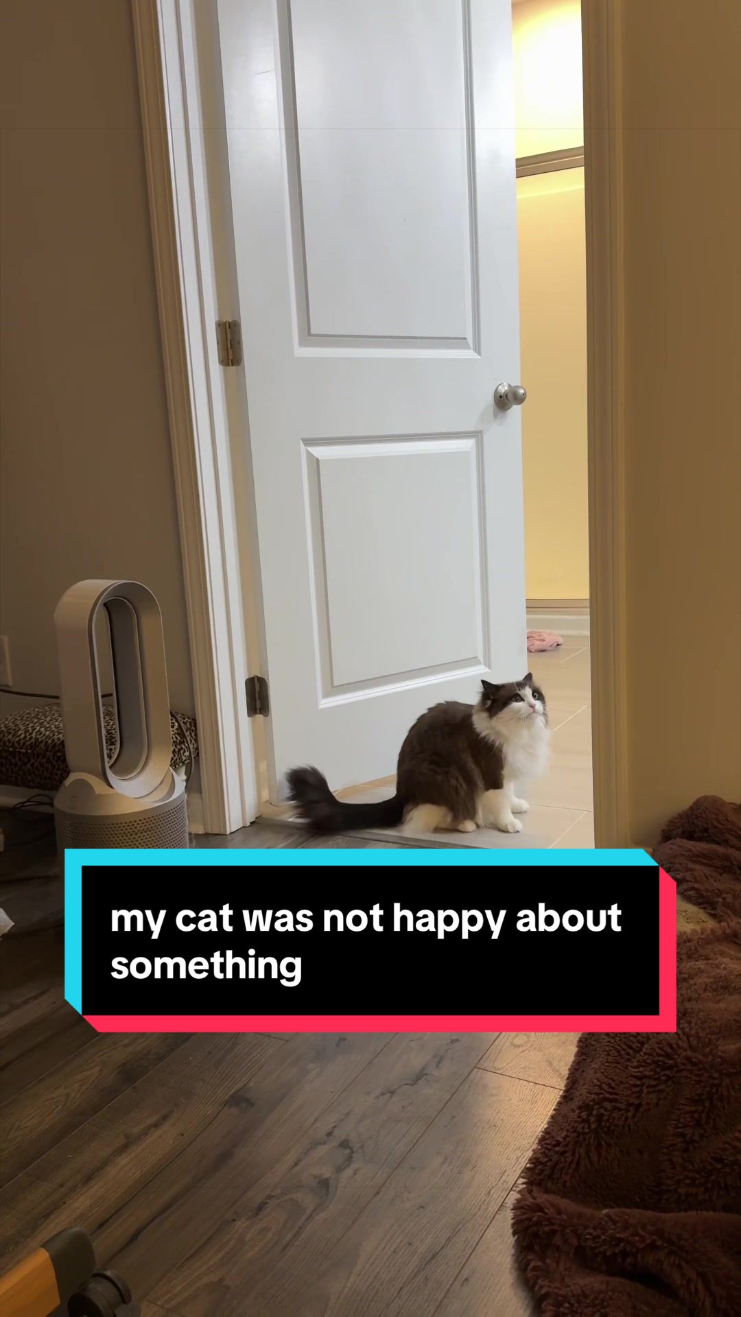 @Meredith Ragdoll Cat