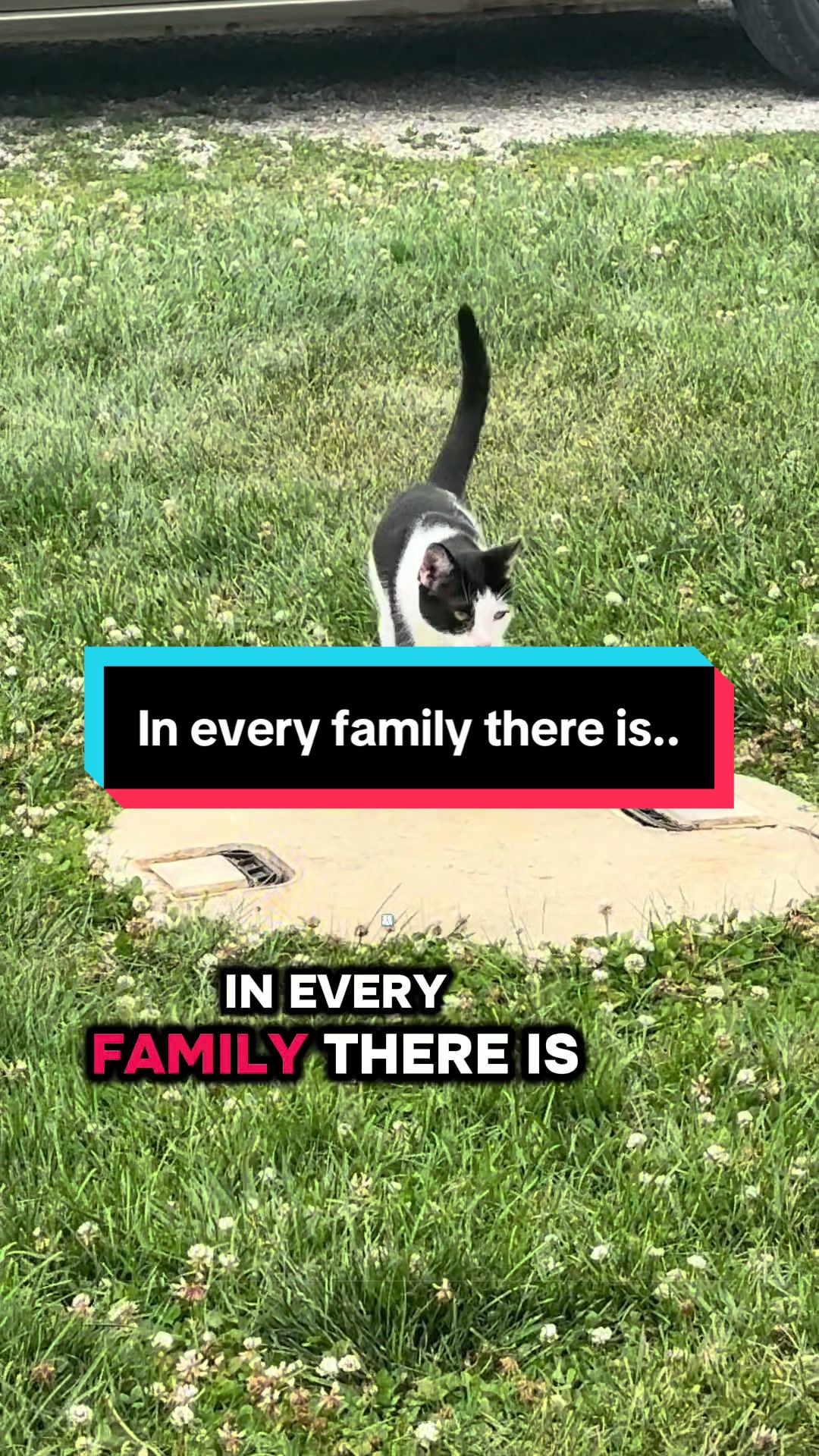@catlover313official