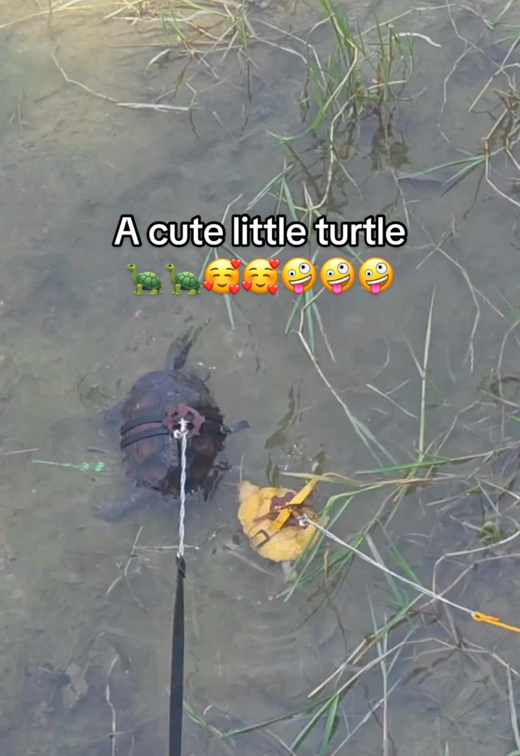 @Mr. Turtle
