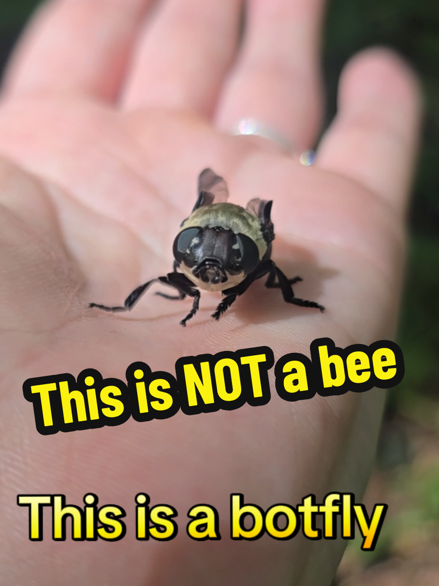 @ivywisteriawild🐝🌿