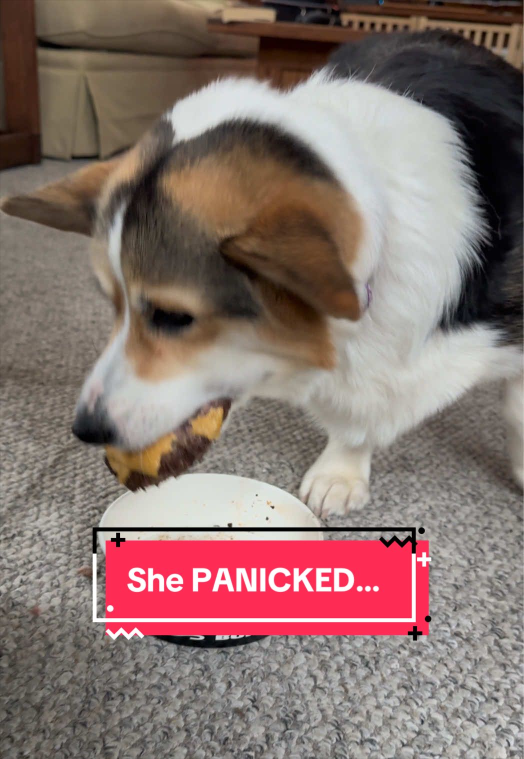 @Cannoli the Corgi