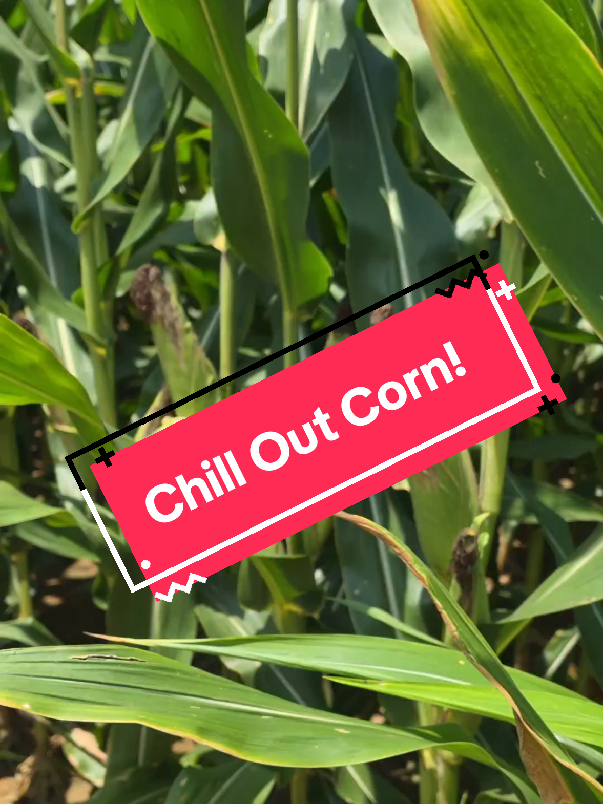@Bushart Farms