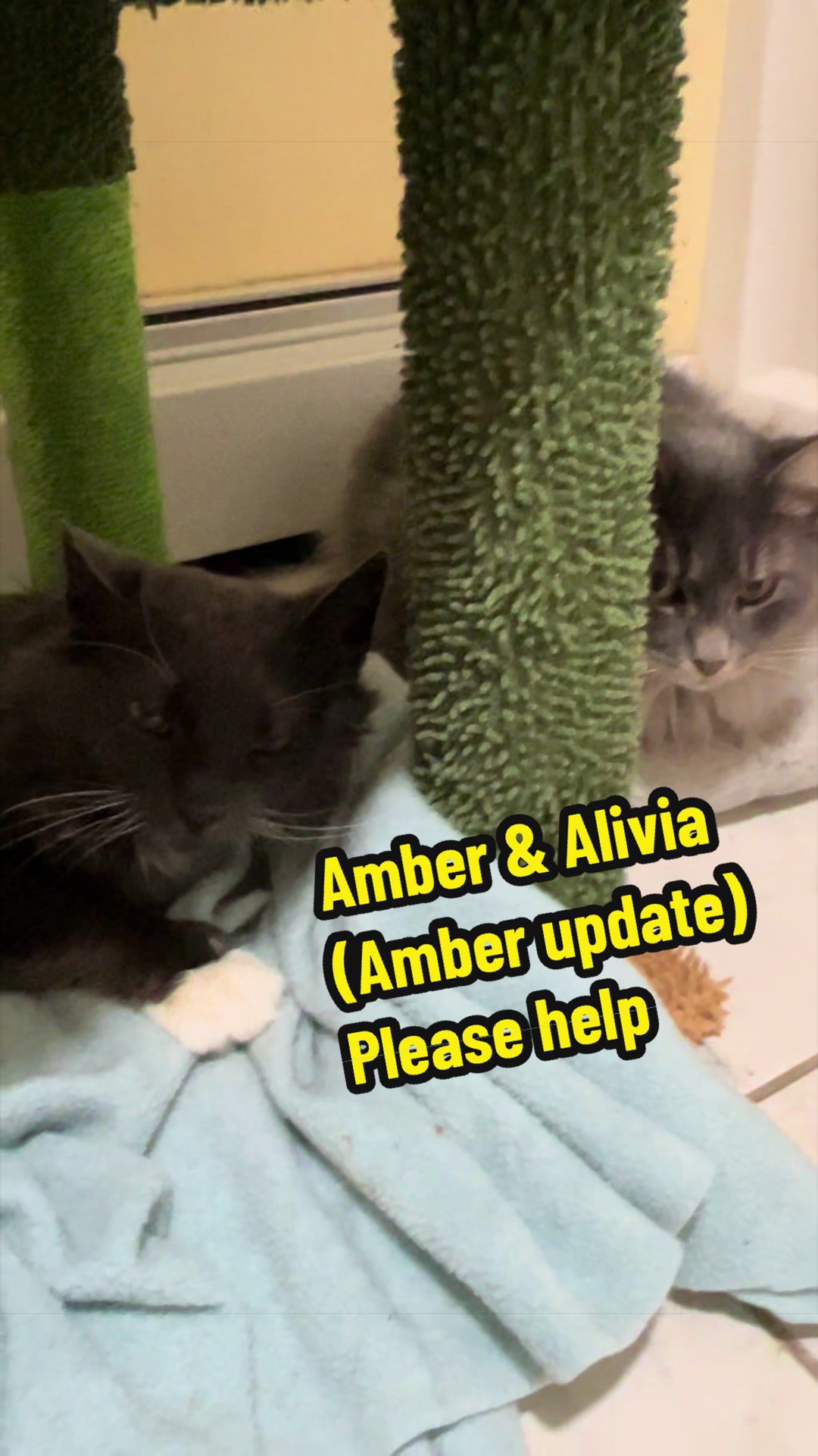 @Are We Home Yet? Cat Sanctuary