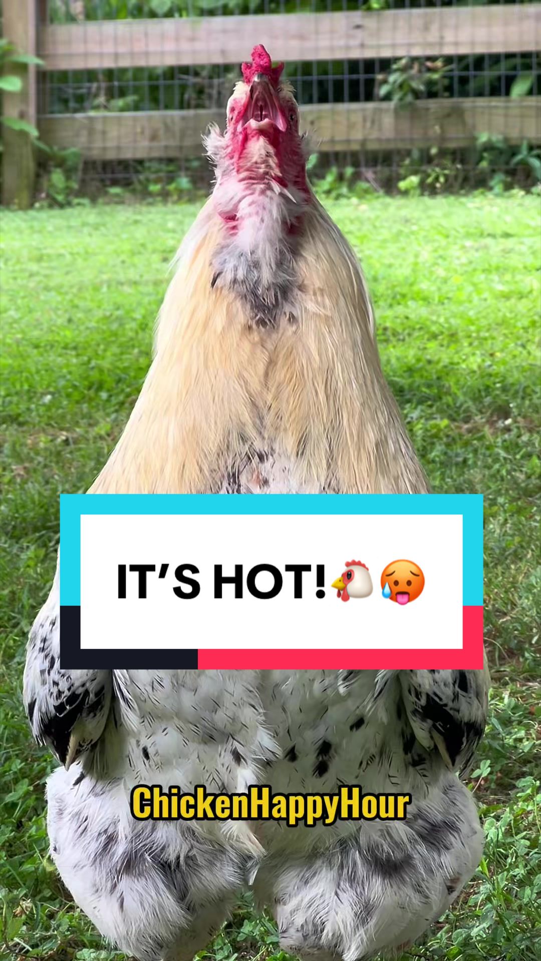 @Chicken Happy Hour
