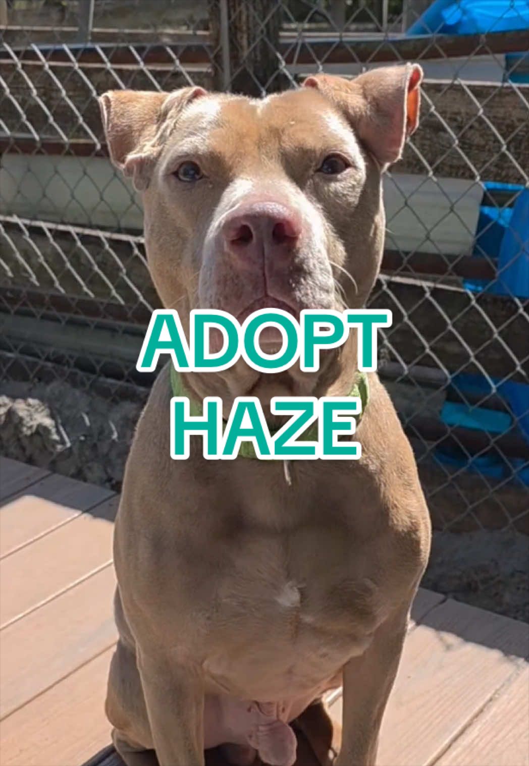 @Adopt a Pet