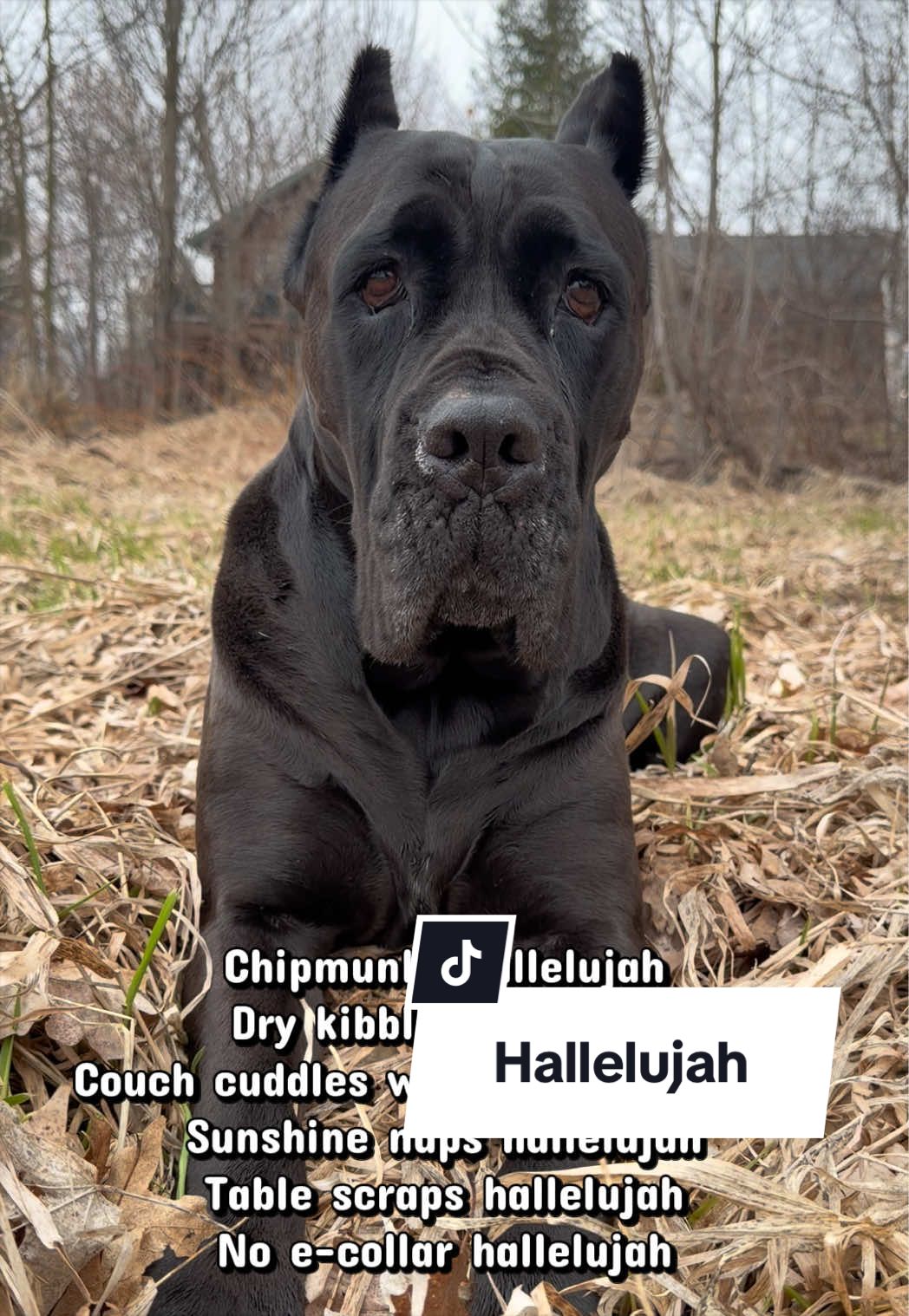 @Boo the Cane Corso