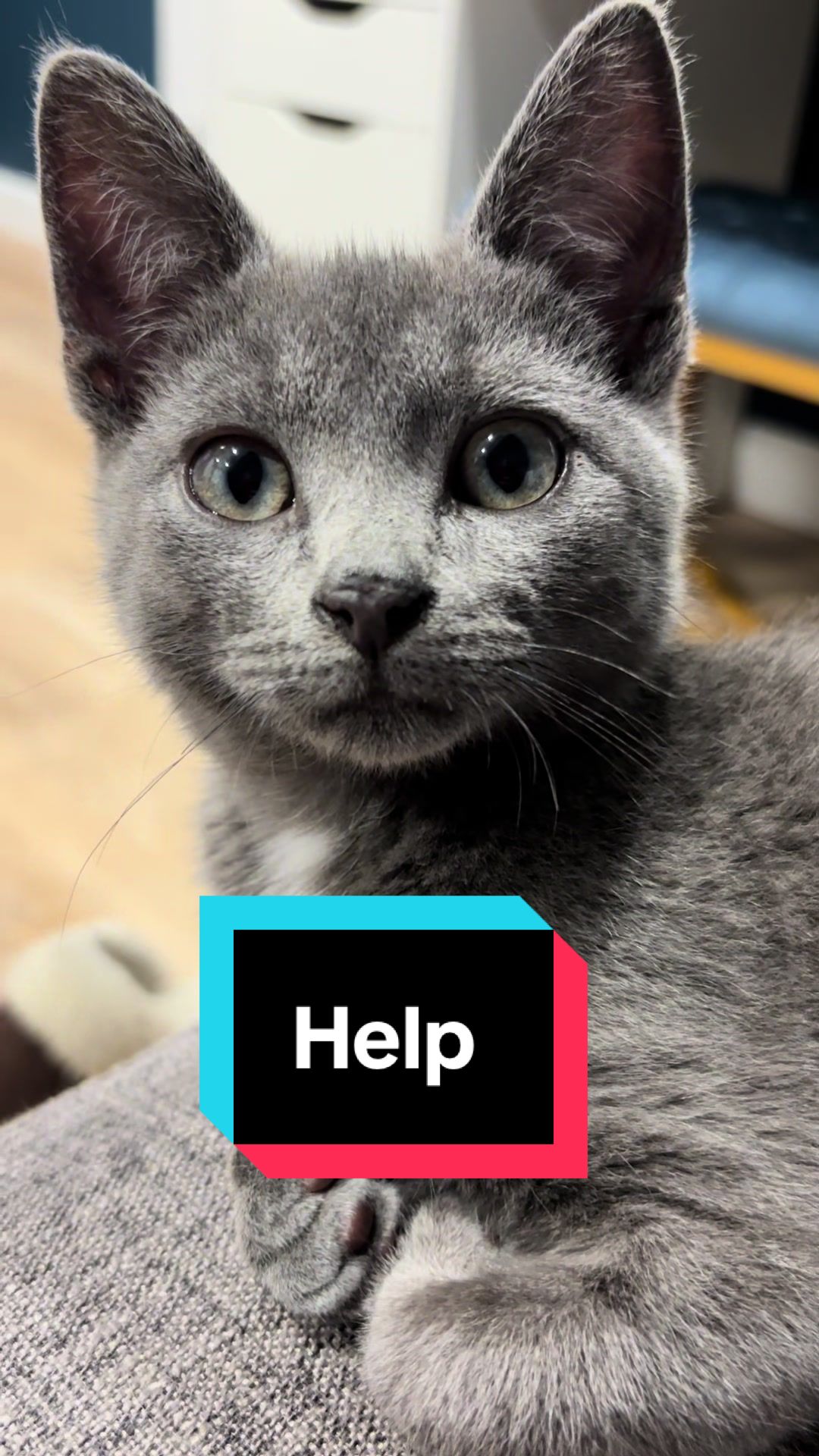 @sam_saves_cats