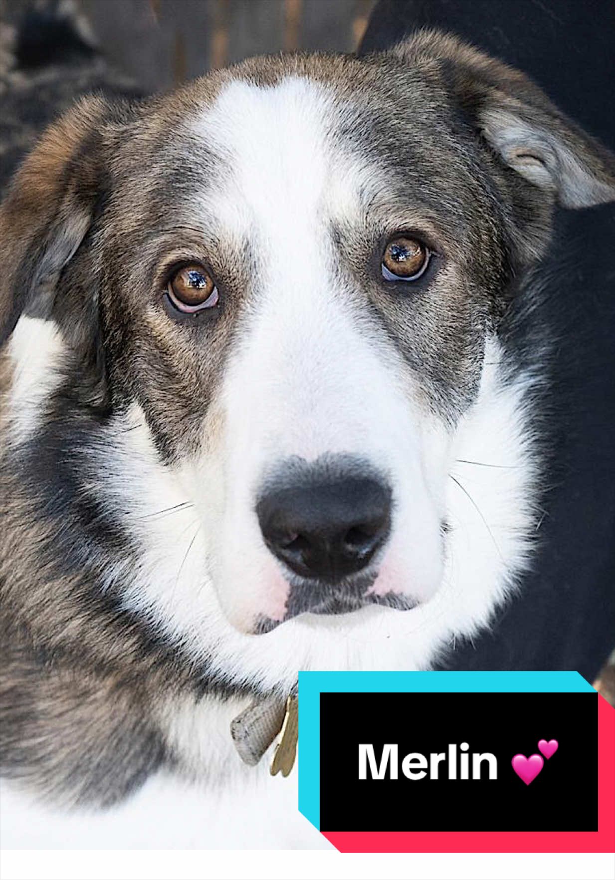 @Joyful Pets