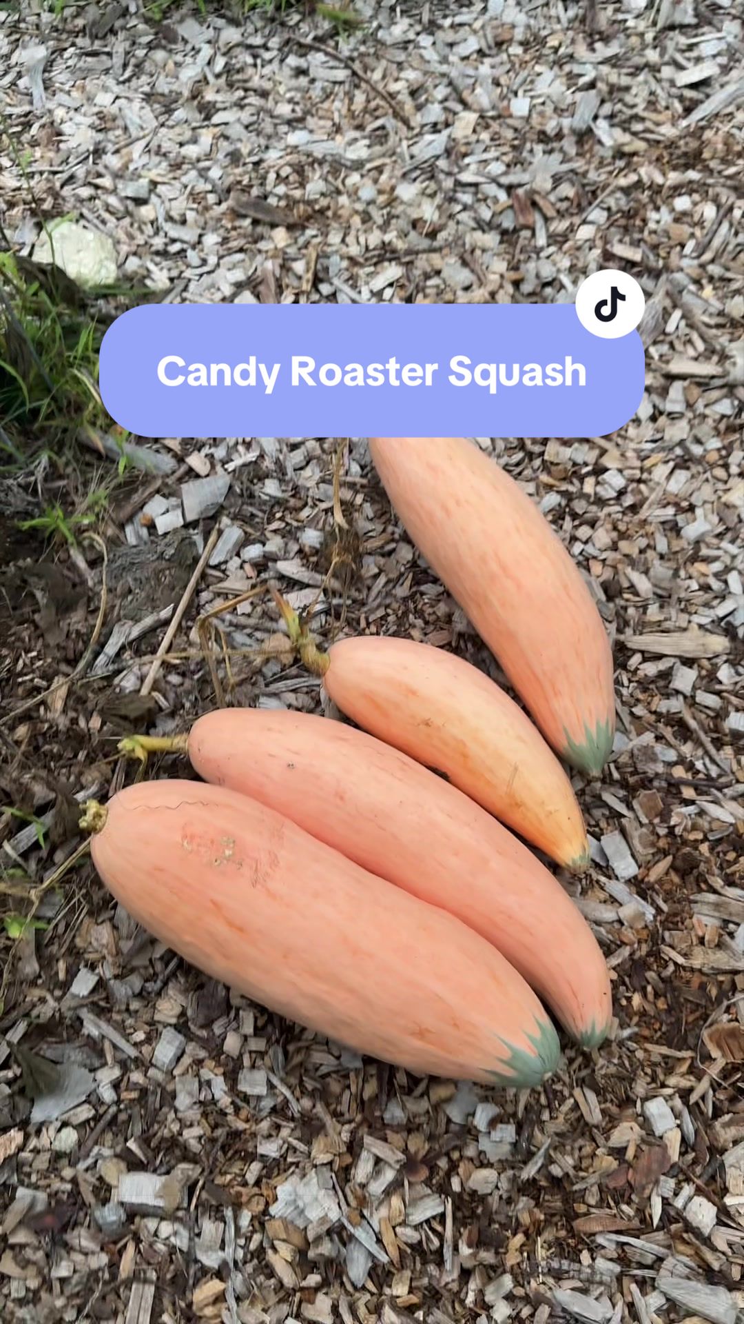 @Manica | zone 6a gardener
