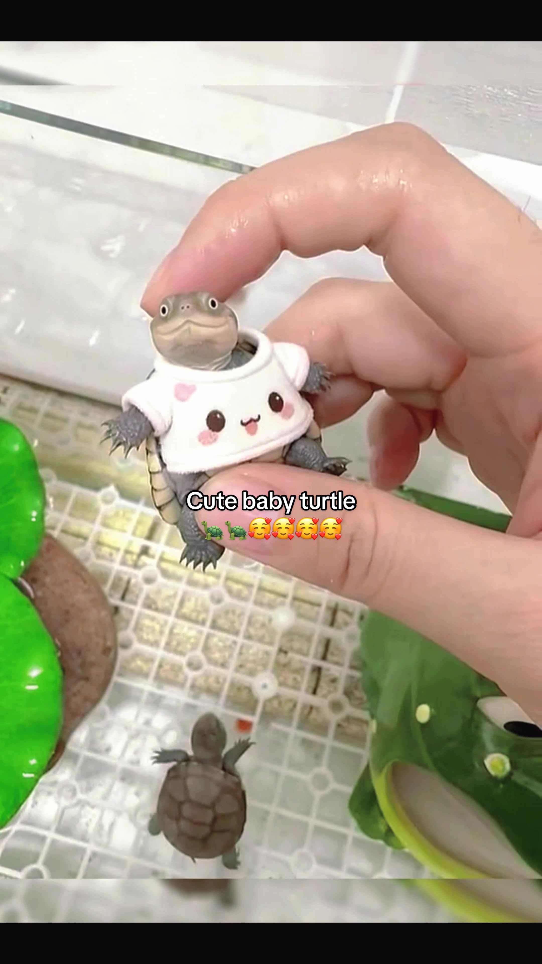 @Mr. Turtle