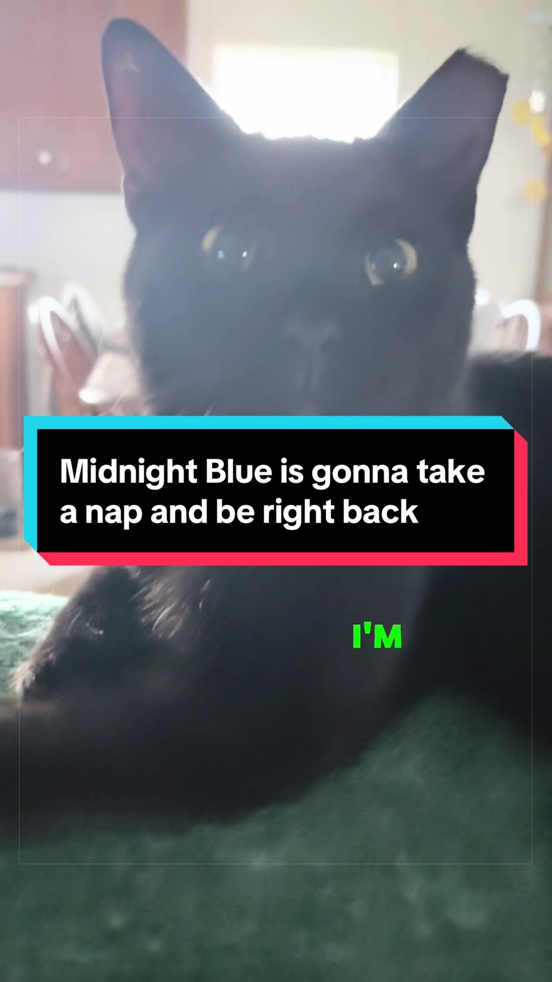 @catlover313official