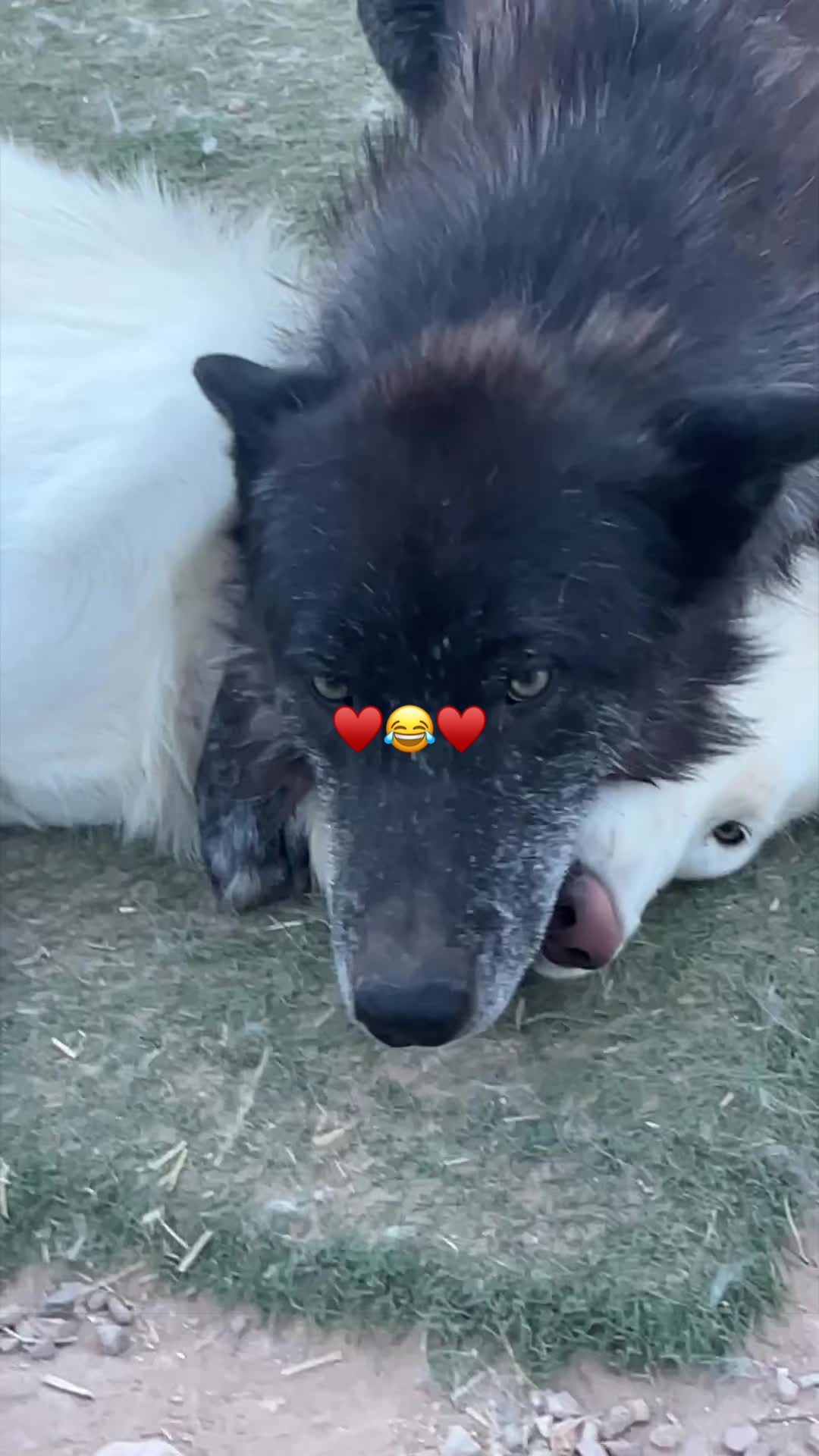 @KeeperOfTheWolves