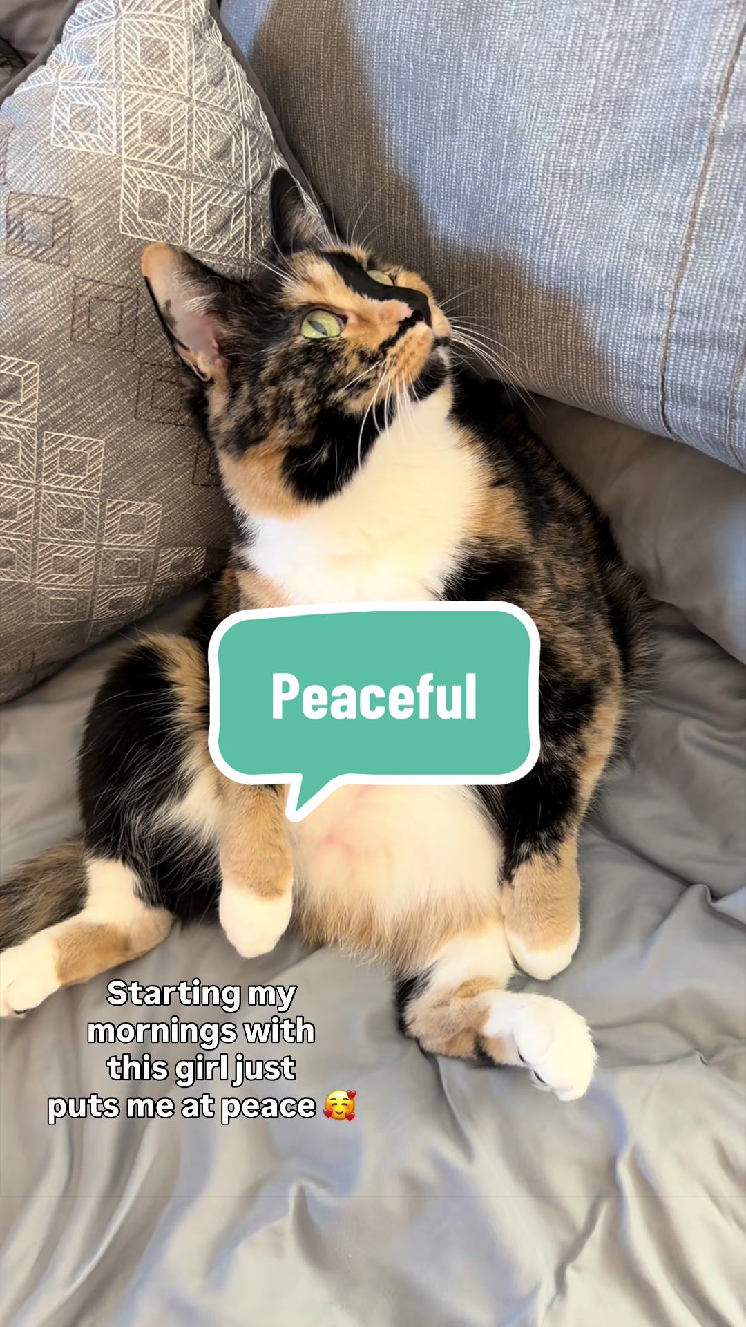 @SnickersTheSmilingCat