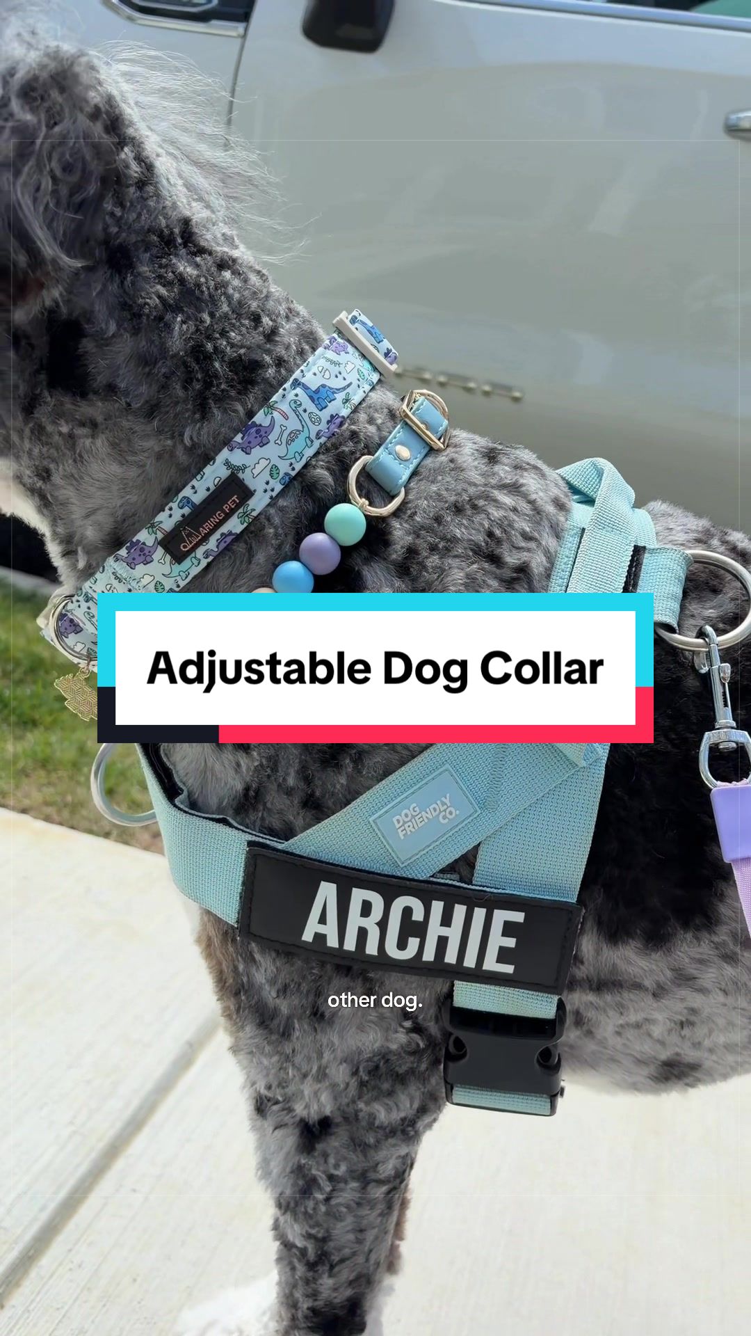 @Archie The Bernedoodle