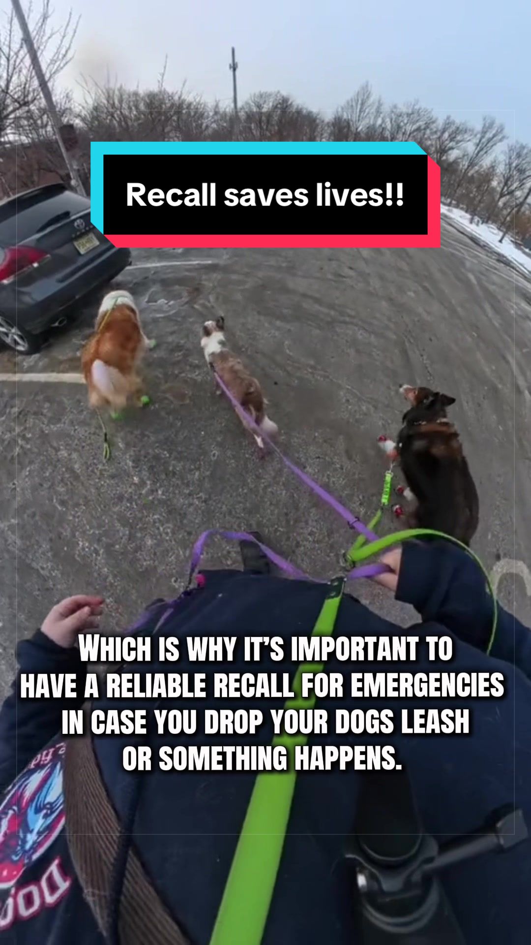 @Dakota & Pups