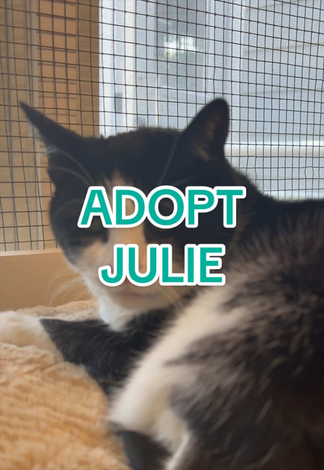 @Adopt a Pet