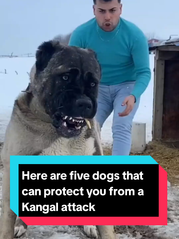 @The pet post