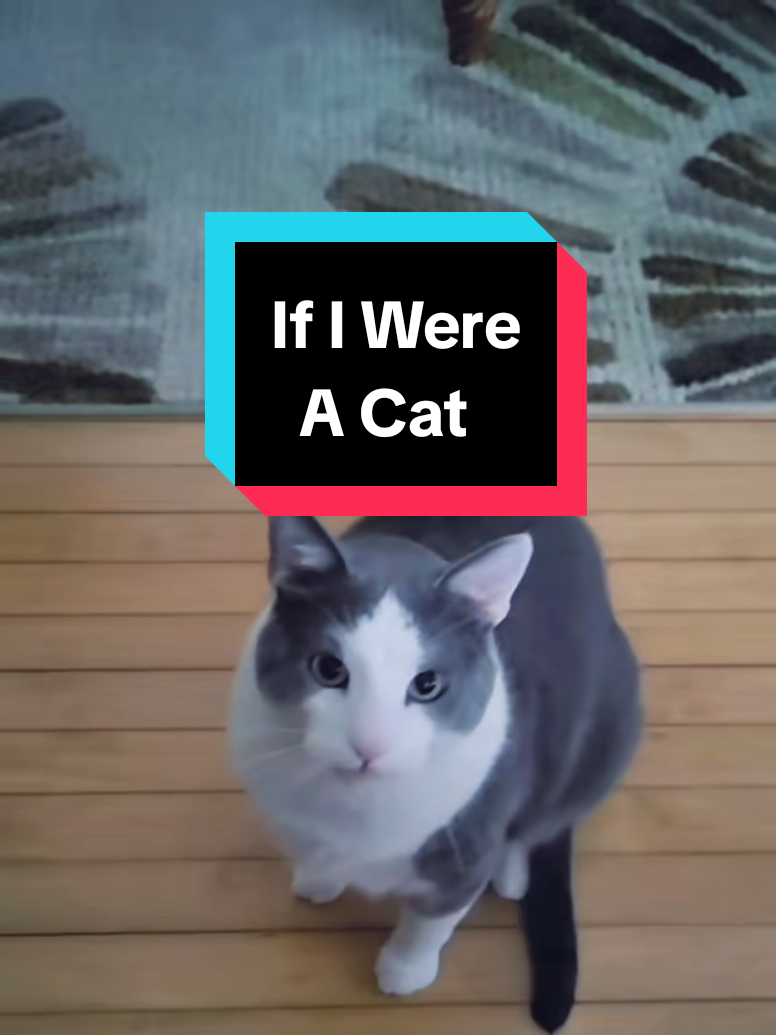 @Alex P Kitten