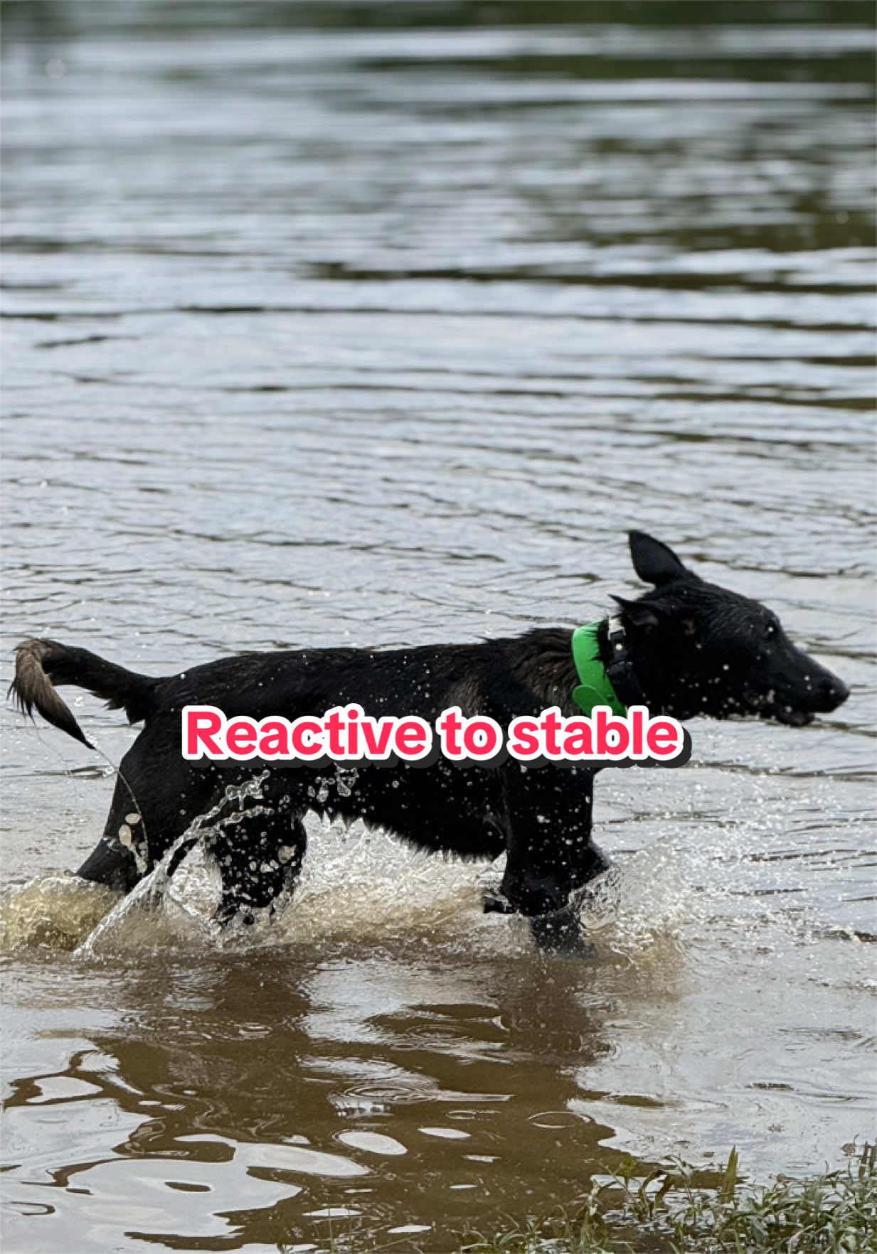 @CRZK9 Dog Training