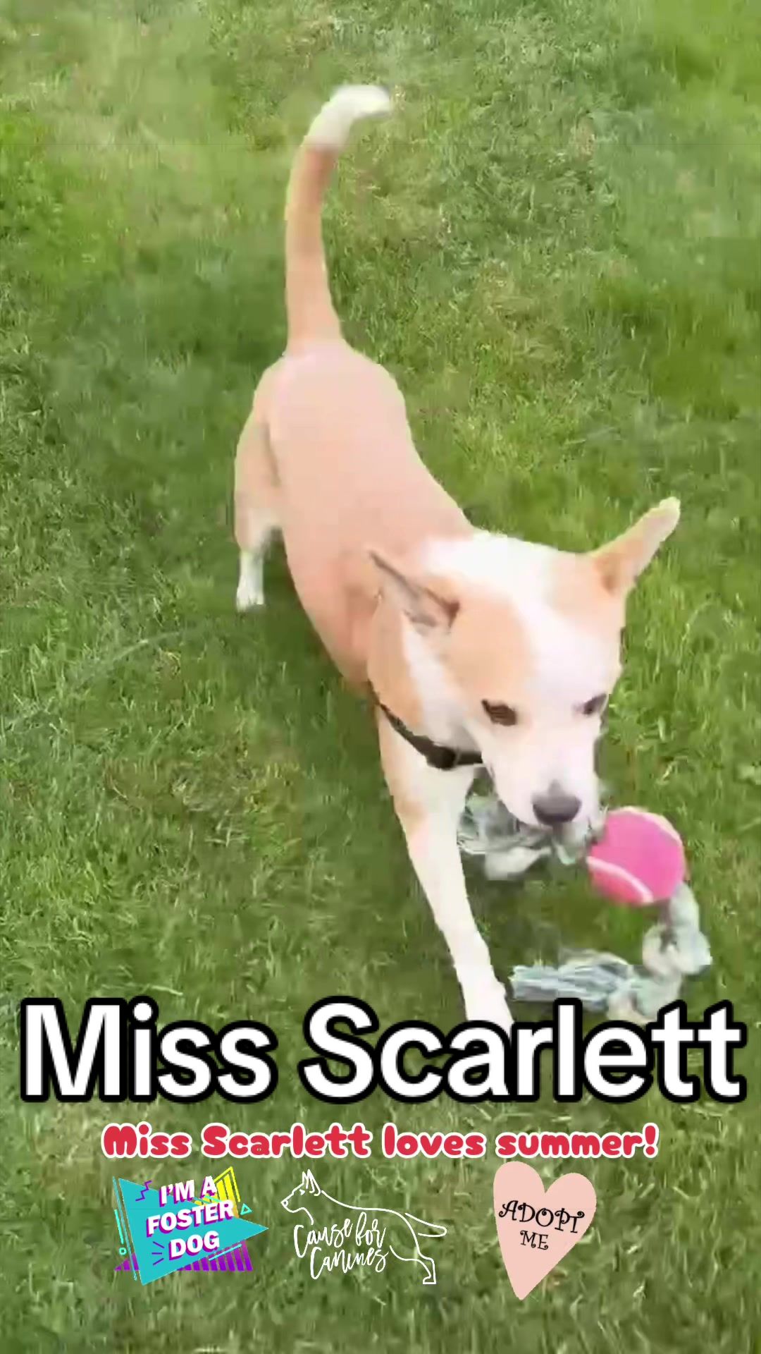 @causeforcaninesrescue