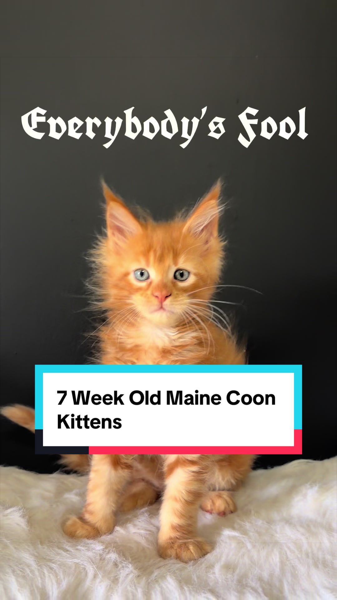 @Sassy Koonz Luxury MaineCoons