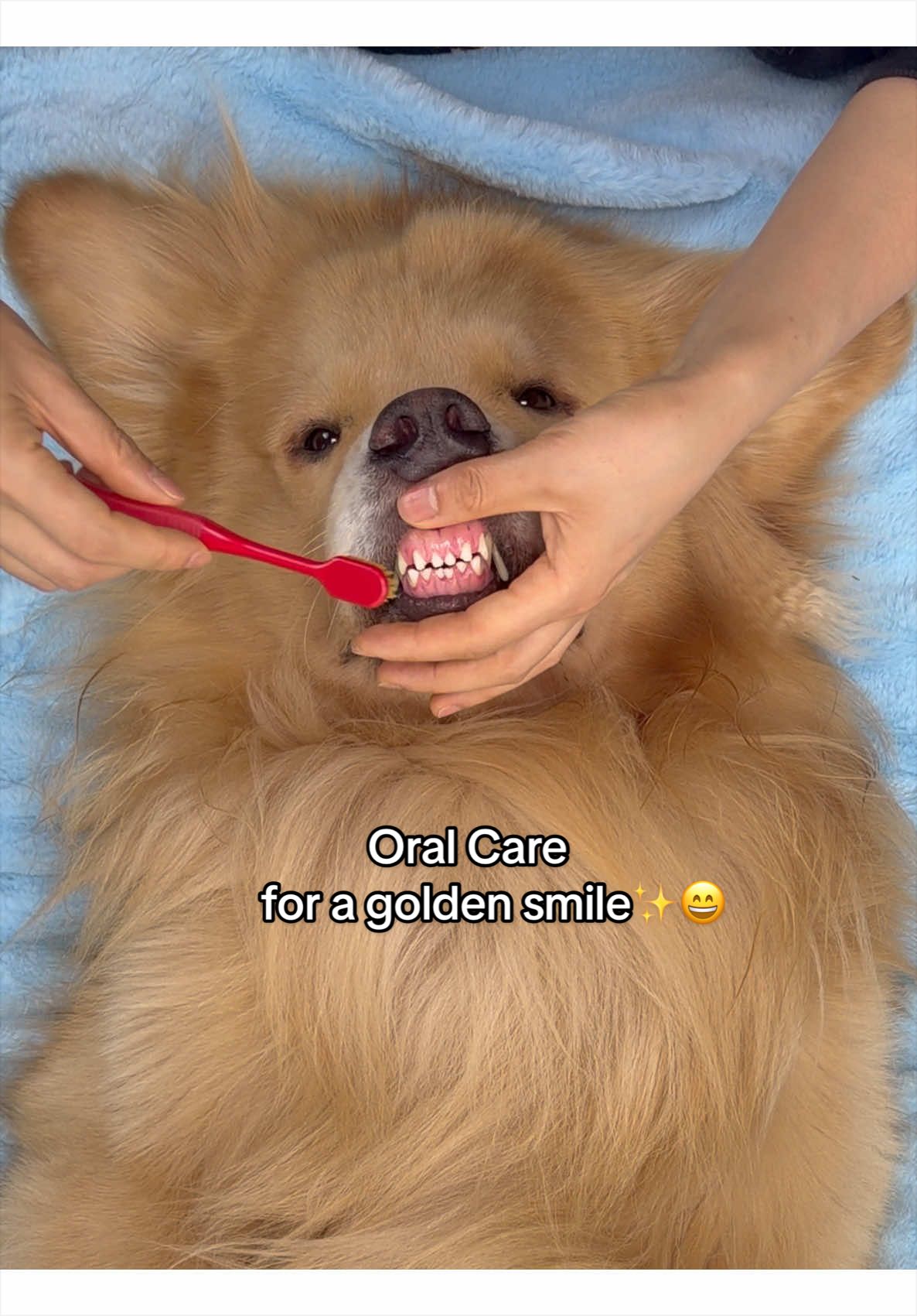 @Golden Fur Bender