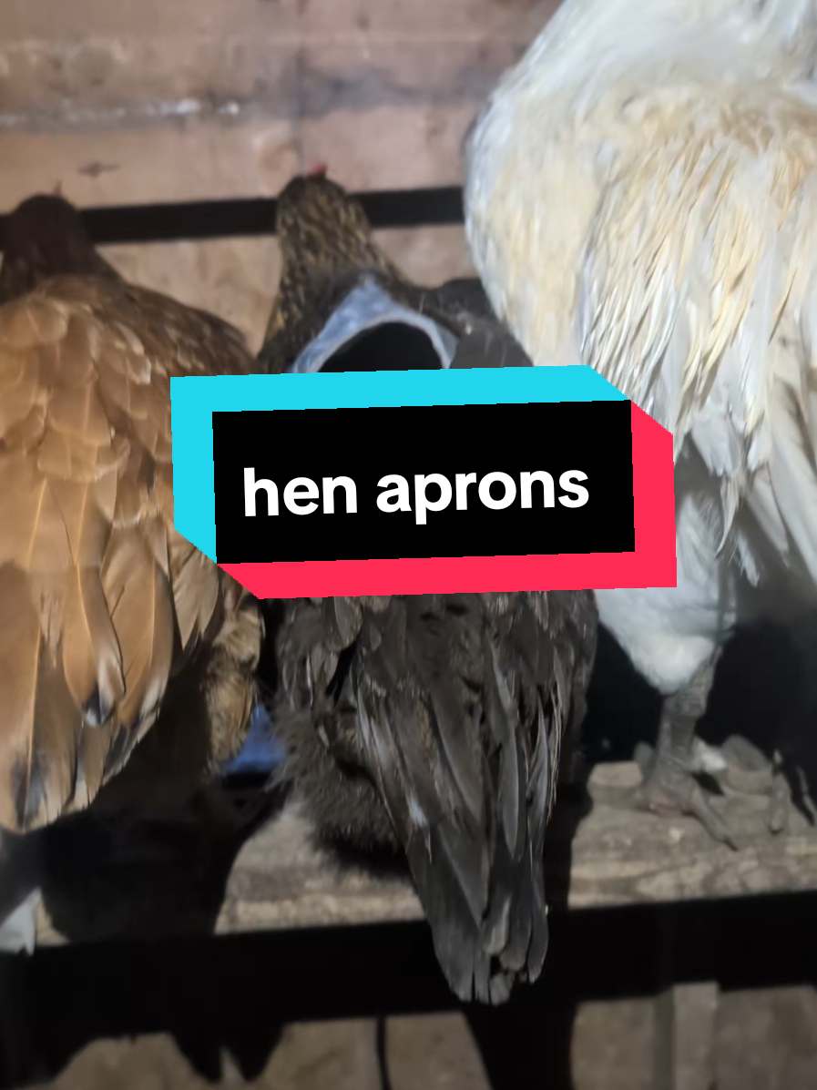 @Chickens & Bullies