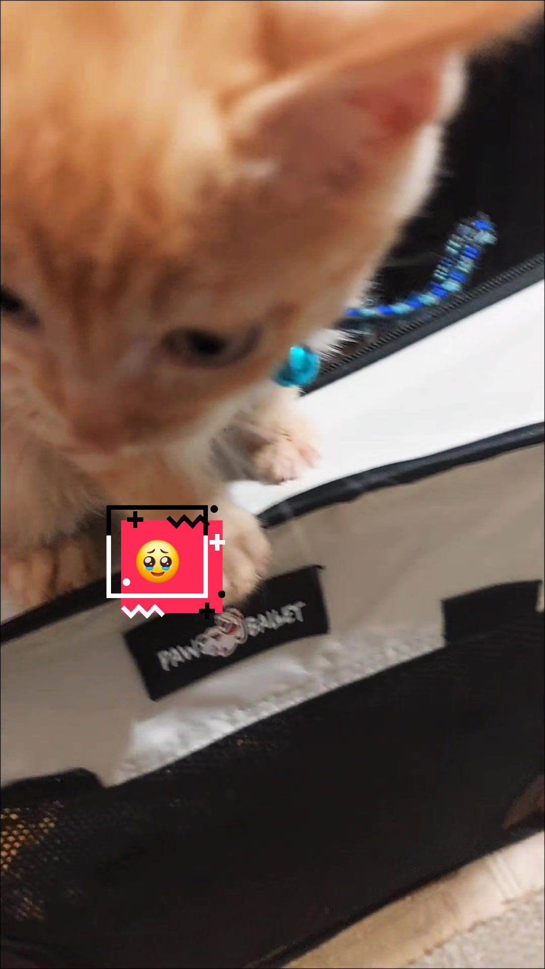 @Crotal Karma