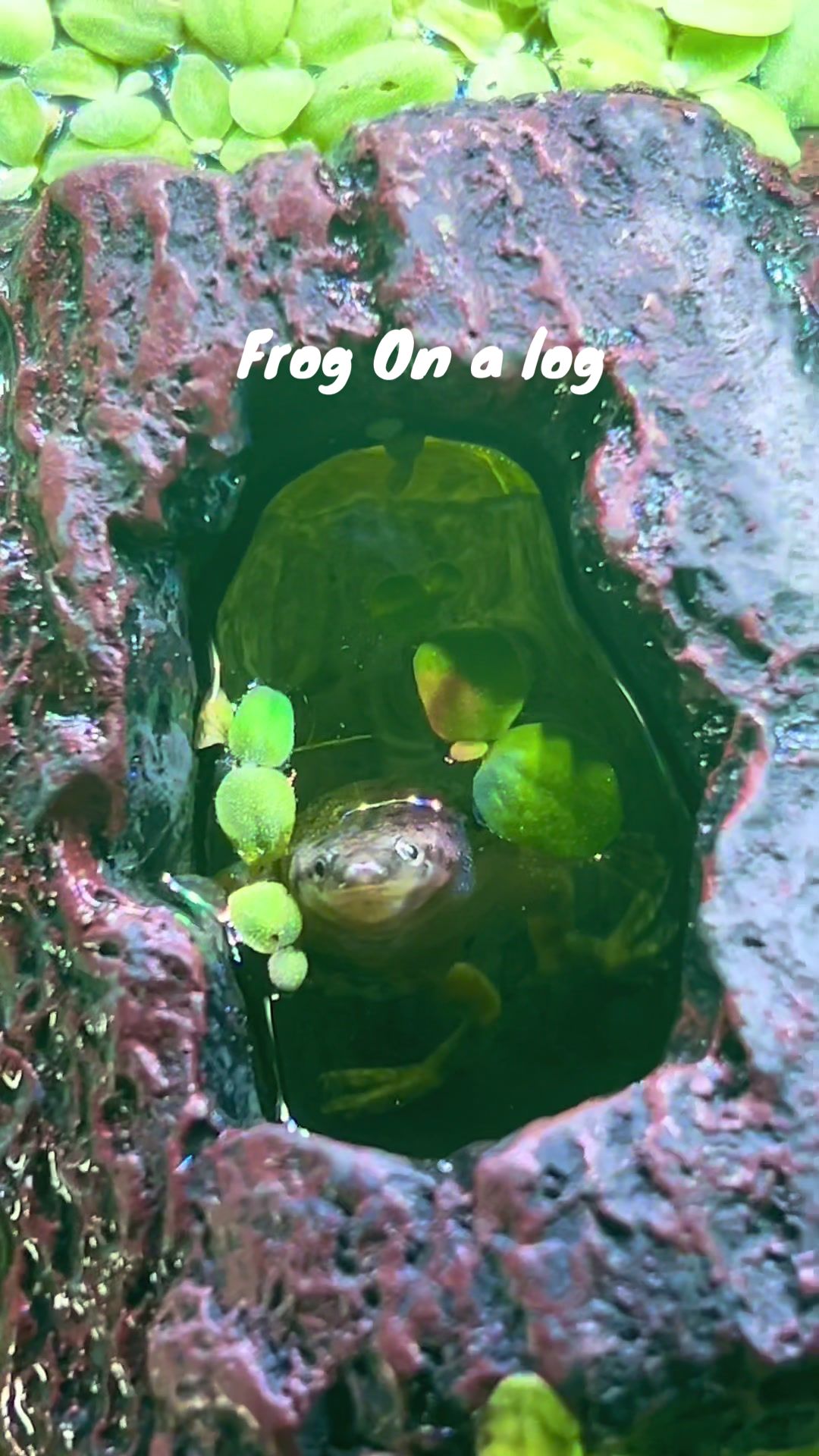 @FishTokMom