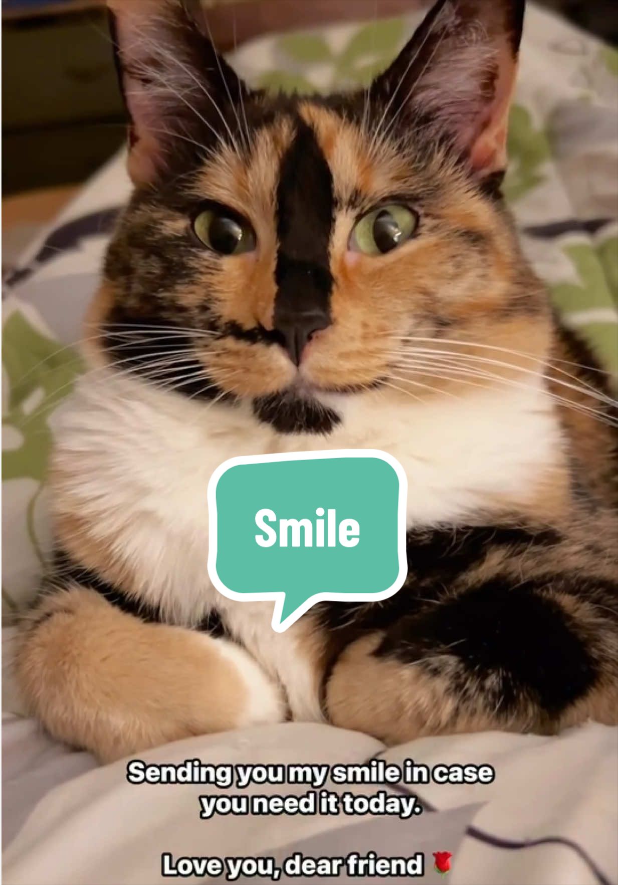 @SnickersTheSmilingCat