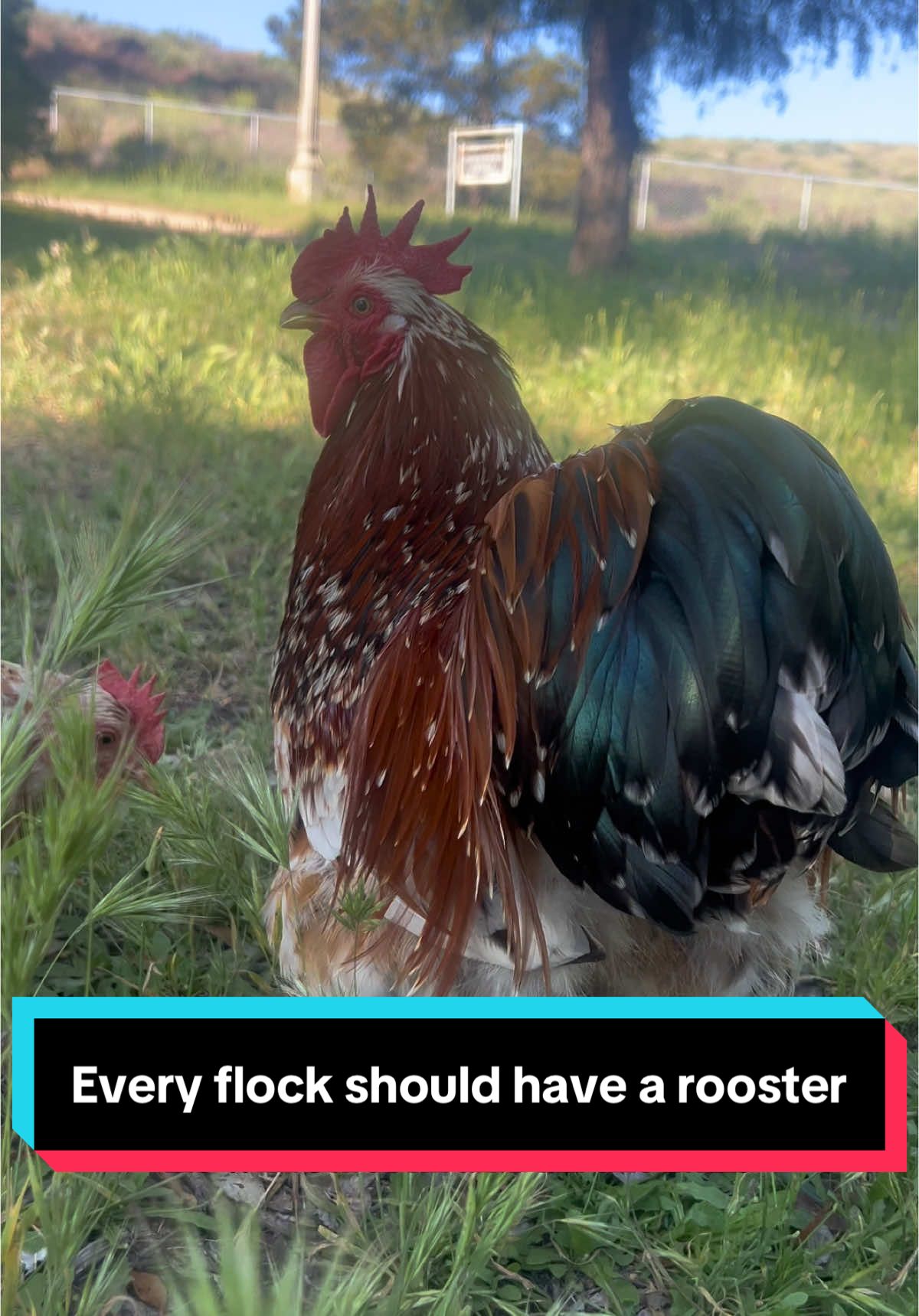 @Simply Chickens