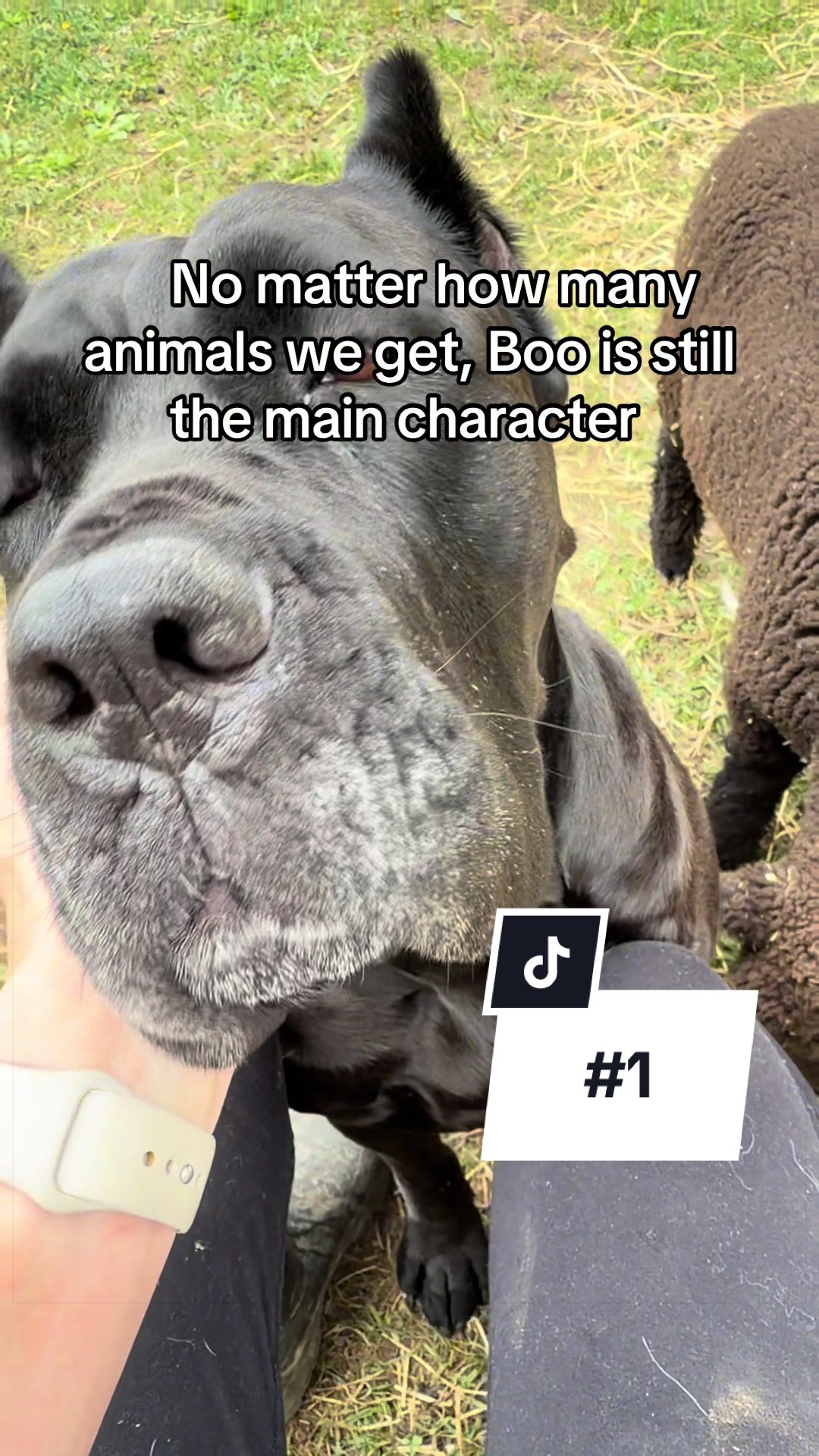 @Boo the Cane Corso