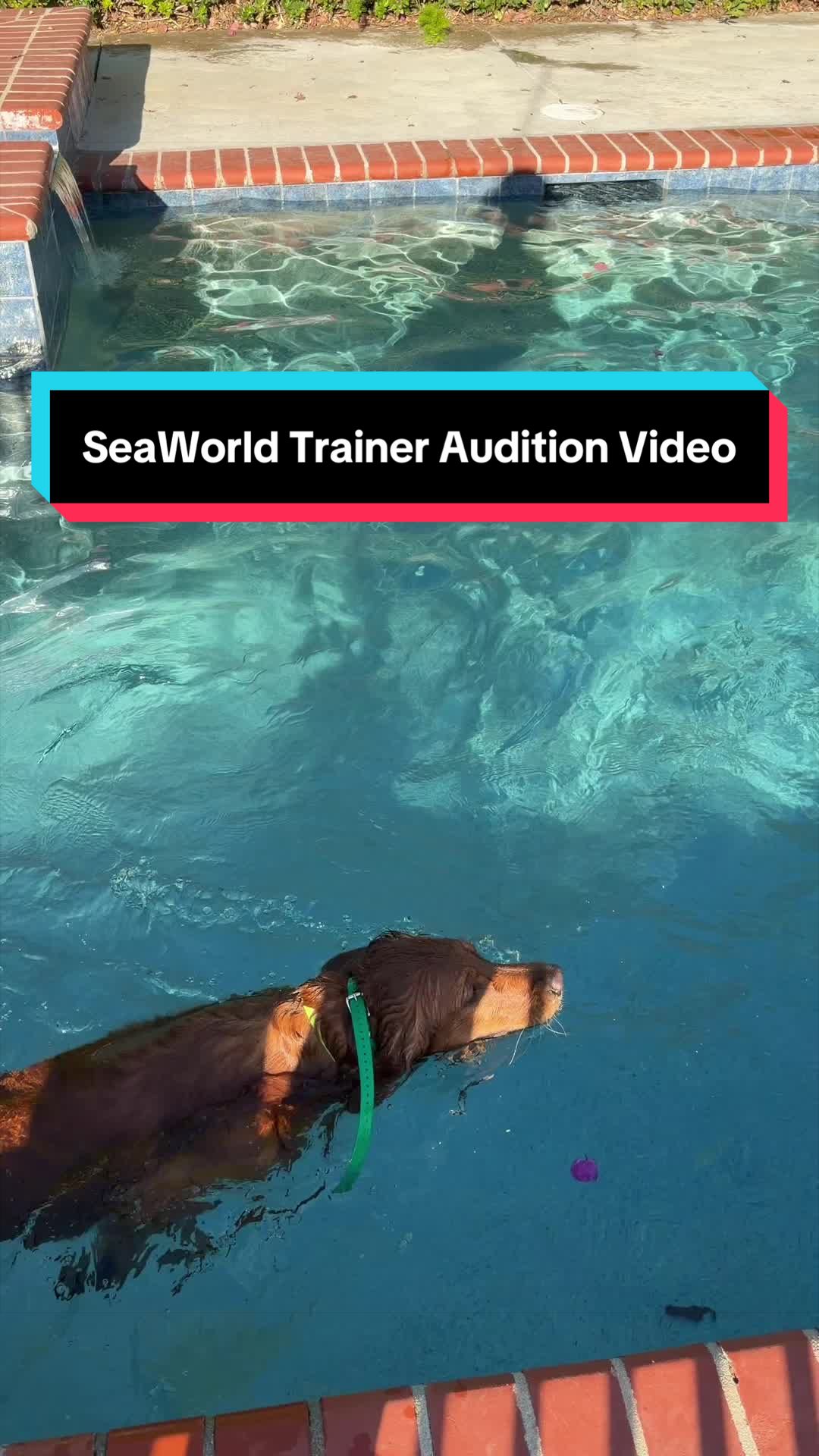@goldenretrieevee