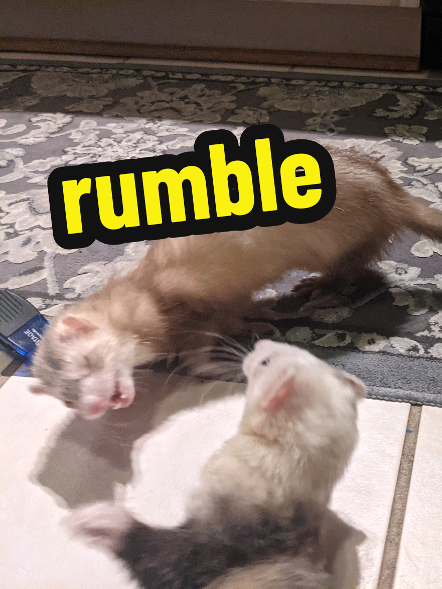 @Chaos Critters