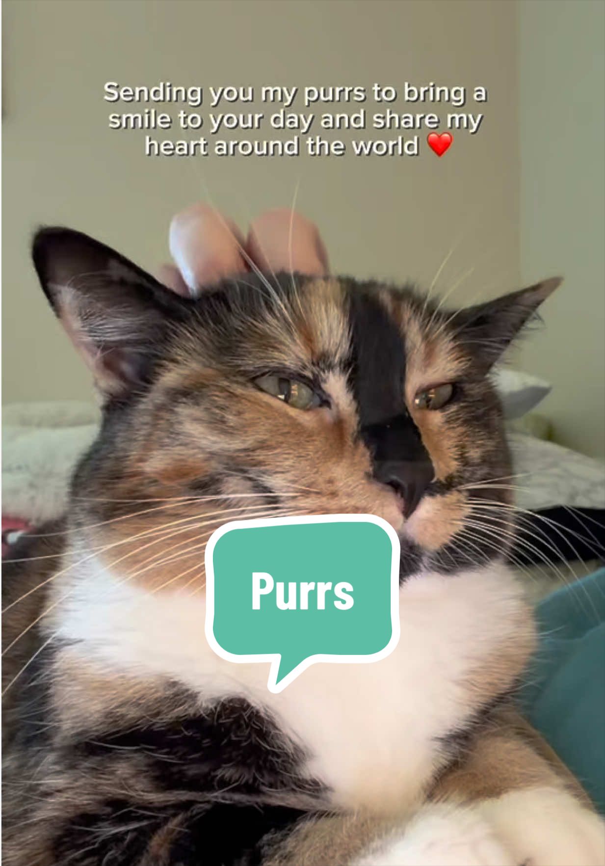 @SnickersTheSmilingCat