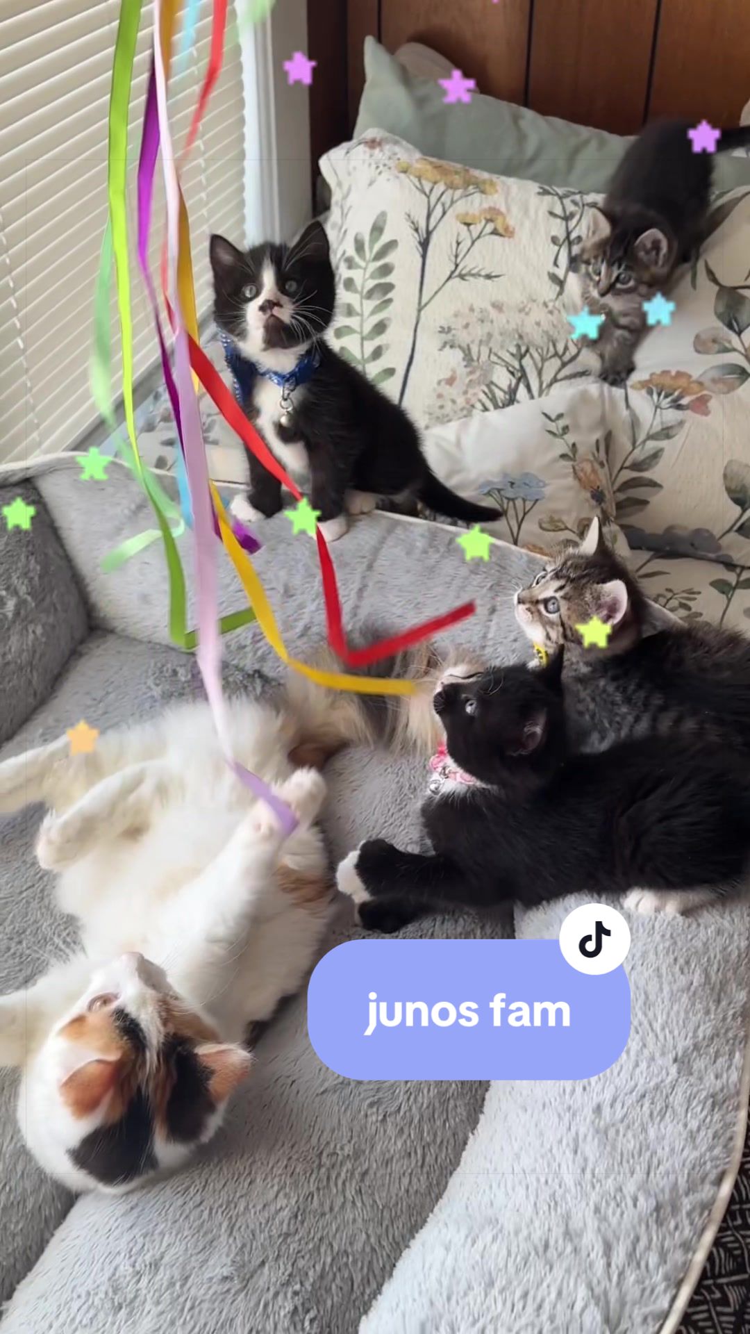@Juno 💫🐈