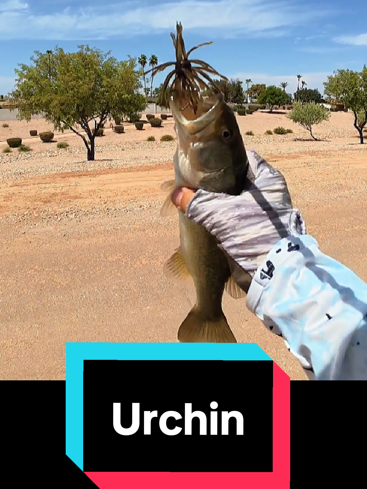 @SalmonInTheDesert