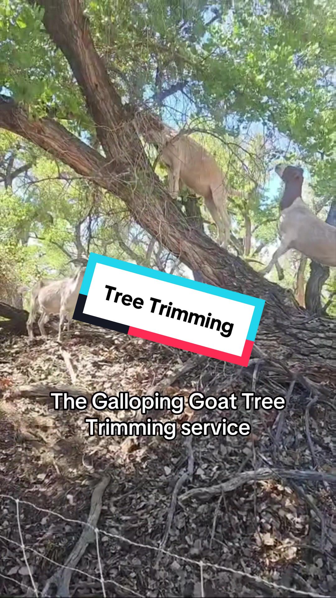 @cowboymax