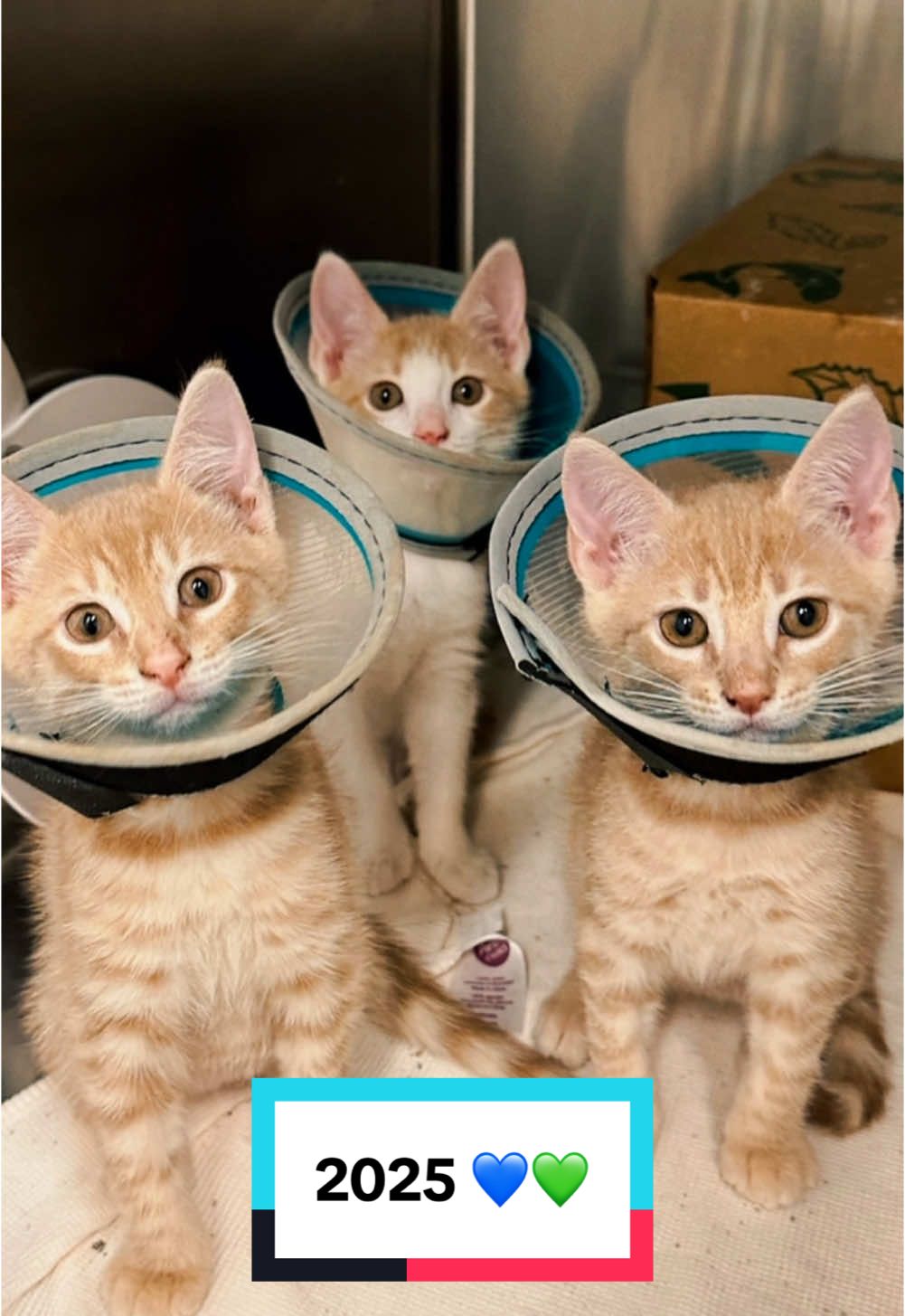 @Friends of Strays