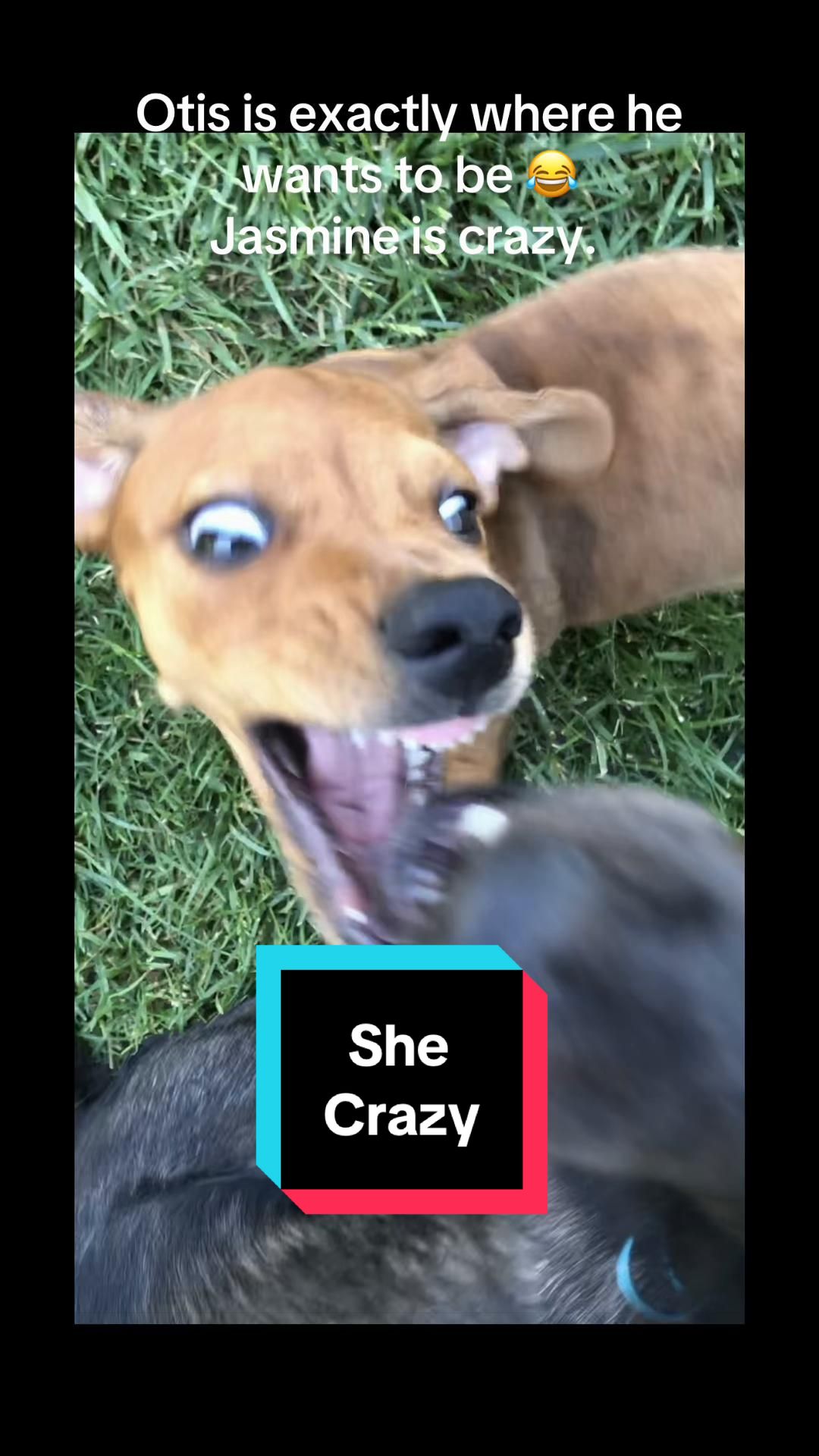 @KidGinger419