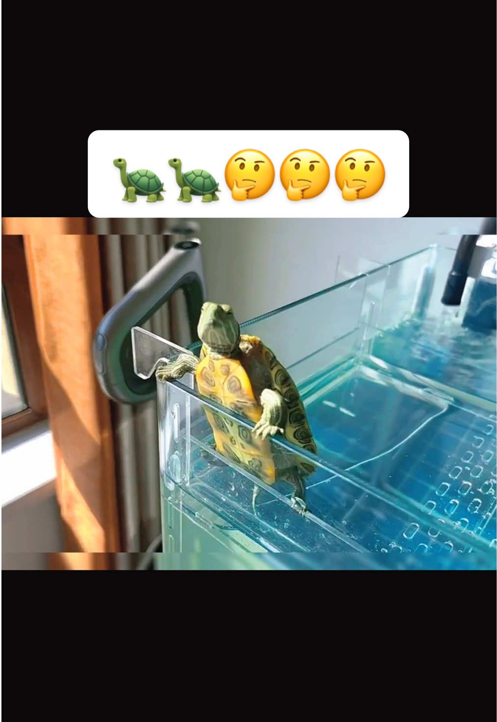 @Mr. Turtle