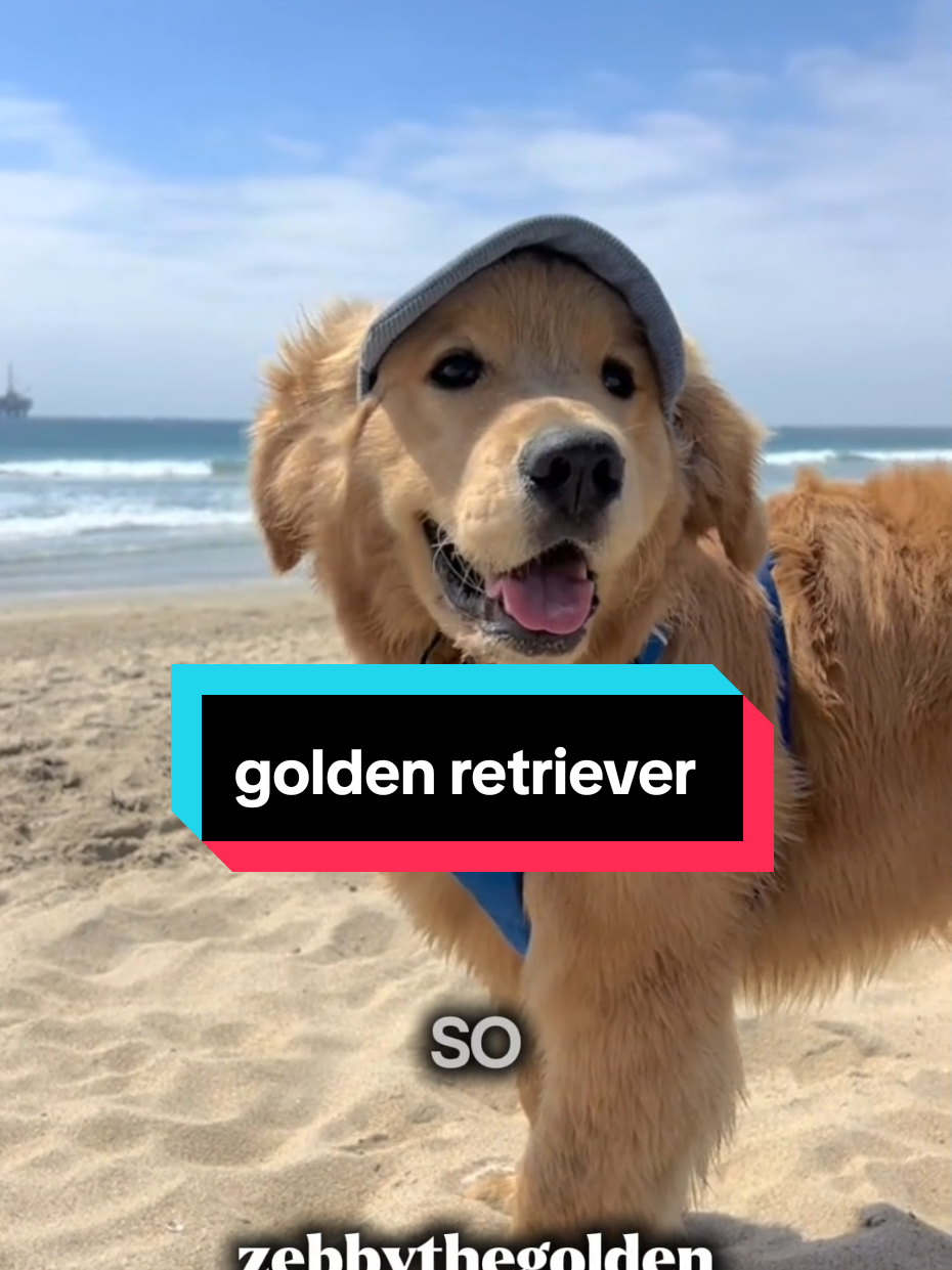 @Pet Vine