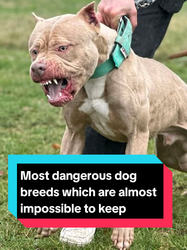 @The pet post