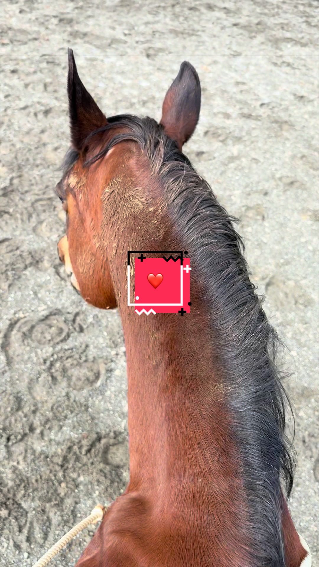 @BlueStarEquestrian