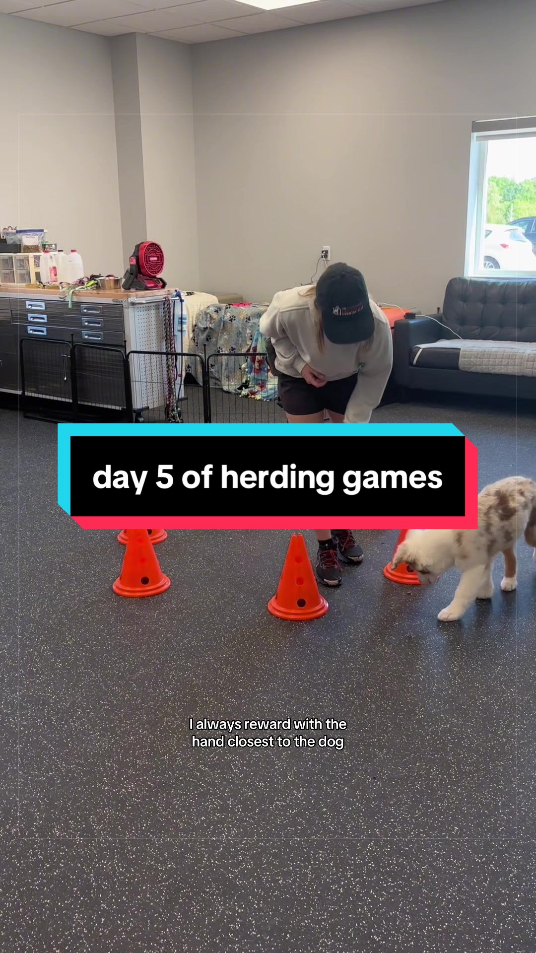 @Beck | Kentucky Dog Trainer