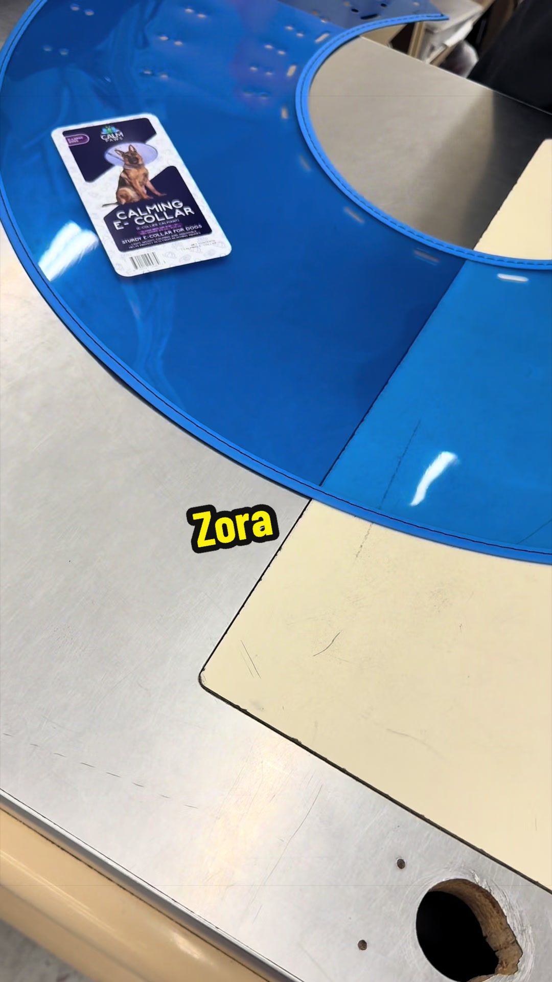 @Zora the bulldog