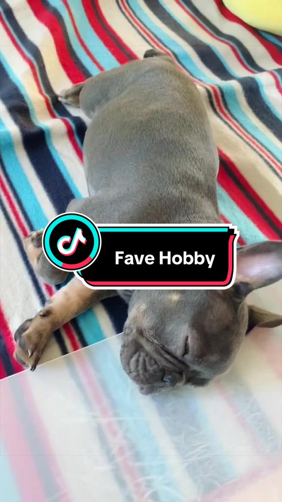 @Maki&ensp;the&ensp;Frenchie