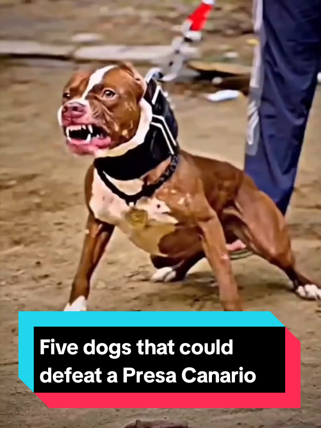 @The pet post